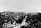 Paxton Orchards circa 1925-35